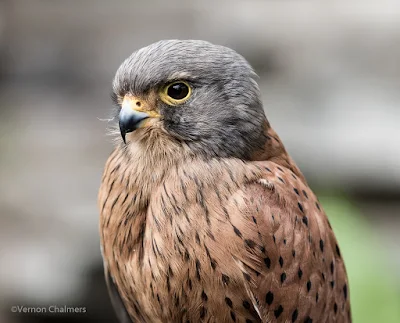 Portraits of Birds with Canon EOS 7D Mark II Cape Town