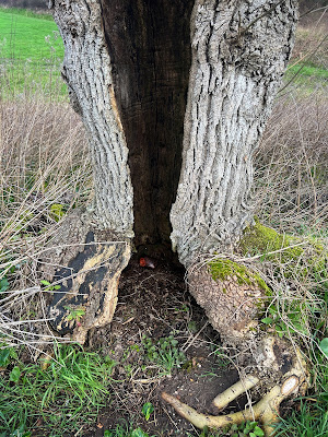 Slapende zwerfsteen