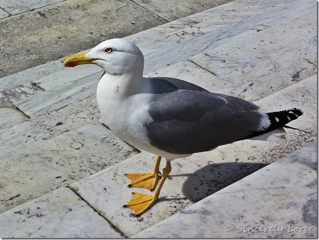 Seagull at Capitoline Hill, Rome