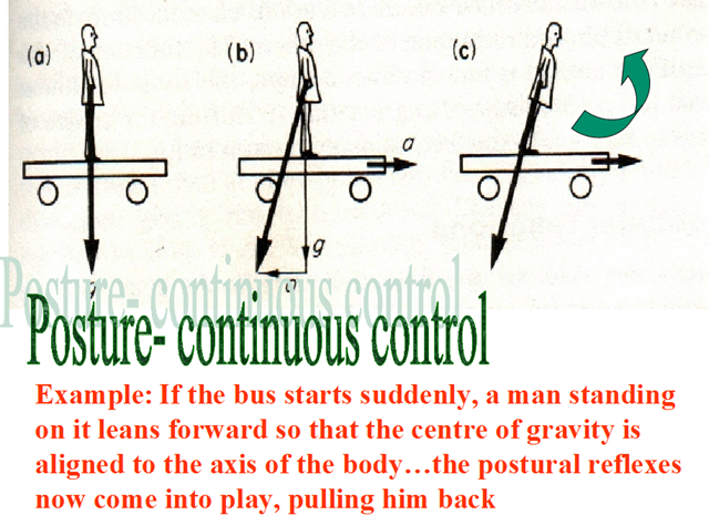 tonic labyrinthine reflex; tonic neck reflex. Spinal cord