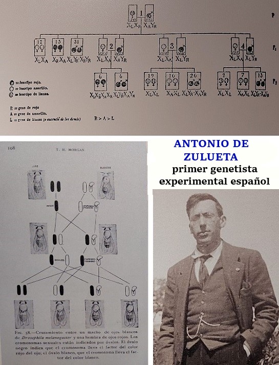 Antonio Zulueta Evolución Mendelismo Phytodecta Variabilis