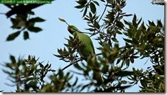 20141103_164547_580_roma