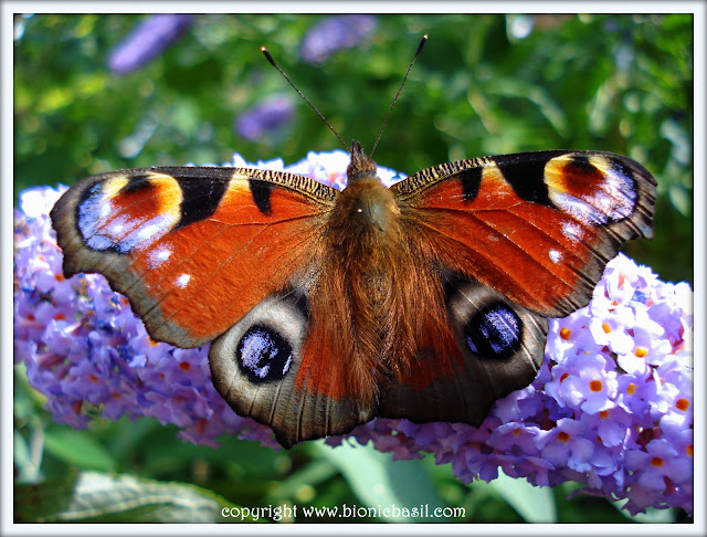 The Midweek News at BBHQ ©BionicBasil®  Peacock Butterfly