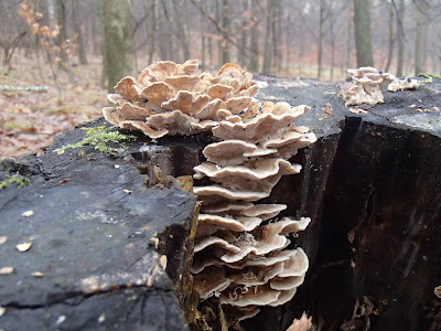 Grzyby 2016, grzyby w grudniu, grzyby nadrzewne,drewniak-szkarłatny-Hypoxylon-fragiforme, gmatwica-chropowata-Daedaleopsis-confragosa, Mycena sp. grzybówka, Coriolus versicolor wrośniak różnobarwny, Exidia nigricans kisielnica kędzierzawa, Chondrostereum-purpureum-chrząstkoskórnik-purpurowy,  żylak-promienisty-Pochlebia-radiata, Nectria-cinnabarina-gruzełekcynobrowy