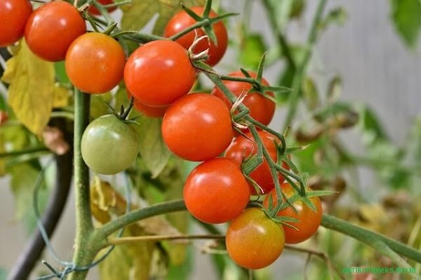 Cara Budidaya Tomat yang Baik dan Benar