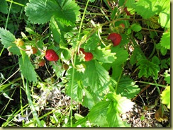 St Hans Wild Strawberries