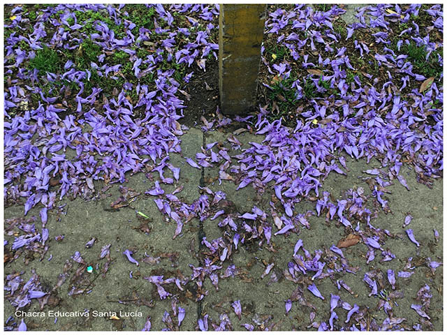 Flores de Jacarandá- Chacra Educativa Santa Lucía