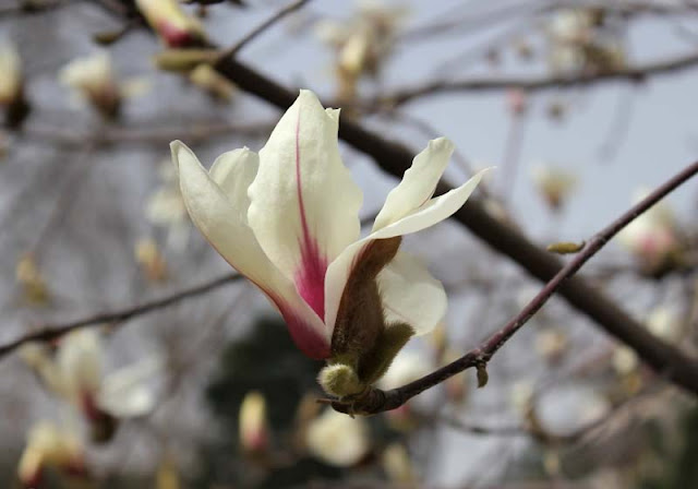 Magnolia Flower Pictures