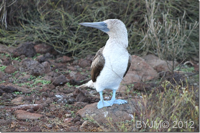 FOOTED BOOBIE N SAYMOUR 