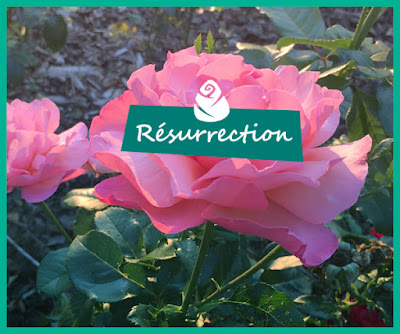 https://ssaufseherin.blogspot.com/2018/09/resurrection-roza-z-ravensbruck-foto.html