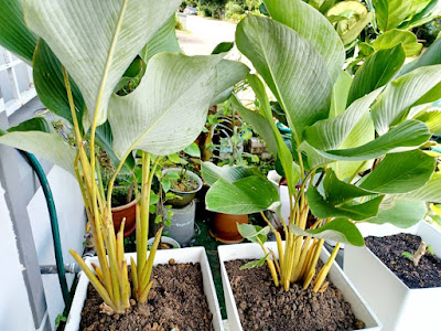 Shopping Pasu Dan Pokok Bunga Untuk Kebun Kecilku