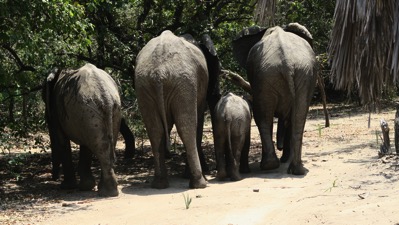 Elephants Does my bottom look big