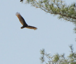 Turkey Vultures