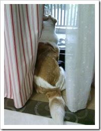 My Dog Baby