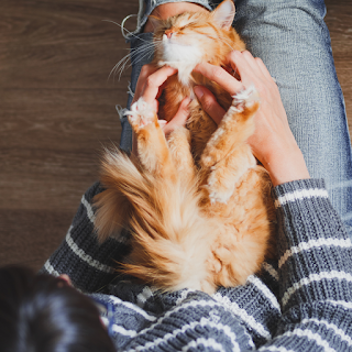 Bagaimana memastikan kucing Anda mencintai Anda