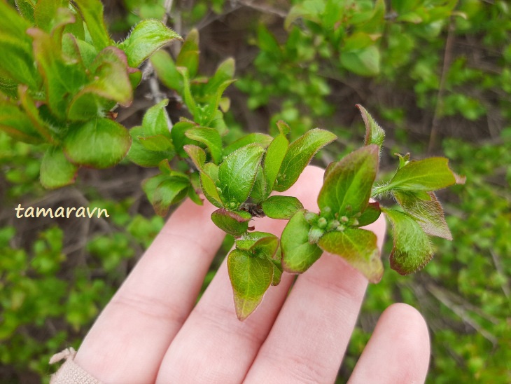 Абелия корейская / Забелия двуцветковая разновидность корейская (Abelia coreana, =Zabelia biflora var. coreana)