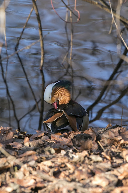 Parco Tiergarten-Berlino