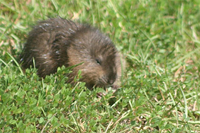 muskrat