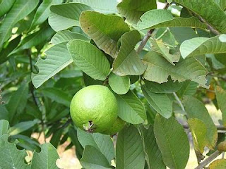 Tips Guava leaves 