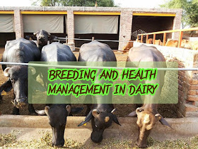 Breeding and health management in dairy