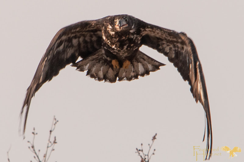 After finally being convinced he was free to go, this immature bald eagle made repeated passes directly over the crowd. Photo by Lisadawn Schram/Feathered Hope.net