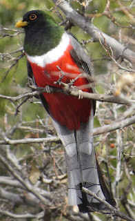 Elegant Trogon