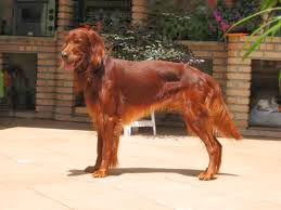 Irish Setter dog