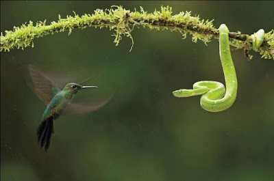 FOTOS INCREIBLES DE ANIMALES ASOMBROSOS