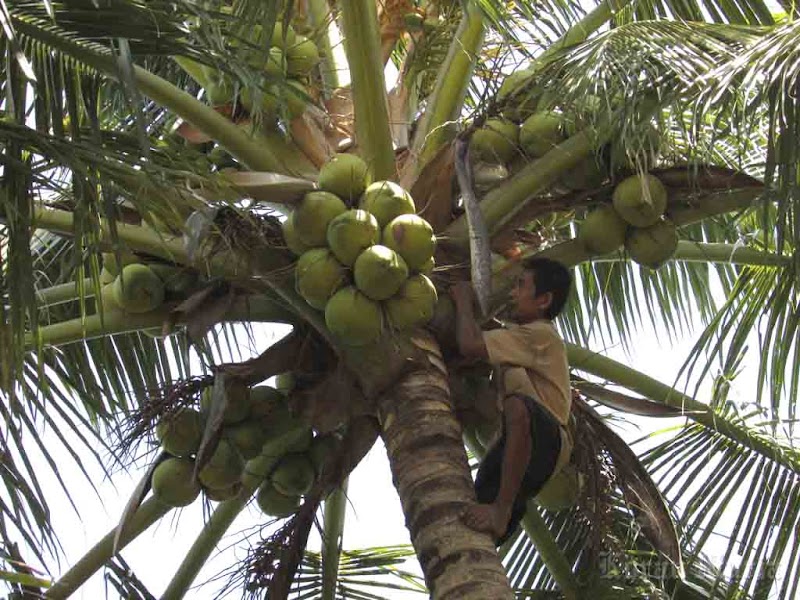 Ide Top Sebutkan Bagian Bagian Pohon Kelapa Dan Manfaatnya, Trend Masa Kini!