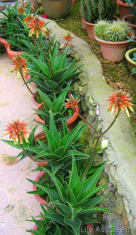 cameron highlands