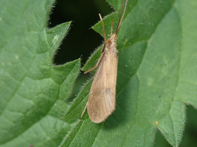 Goera pilosa