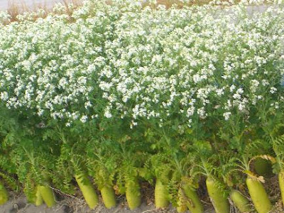 画像 ピンク 大根 花 603622-大根 花 ピンク