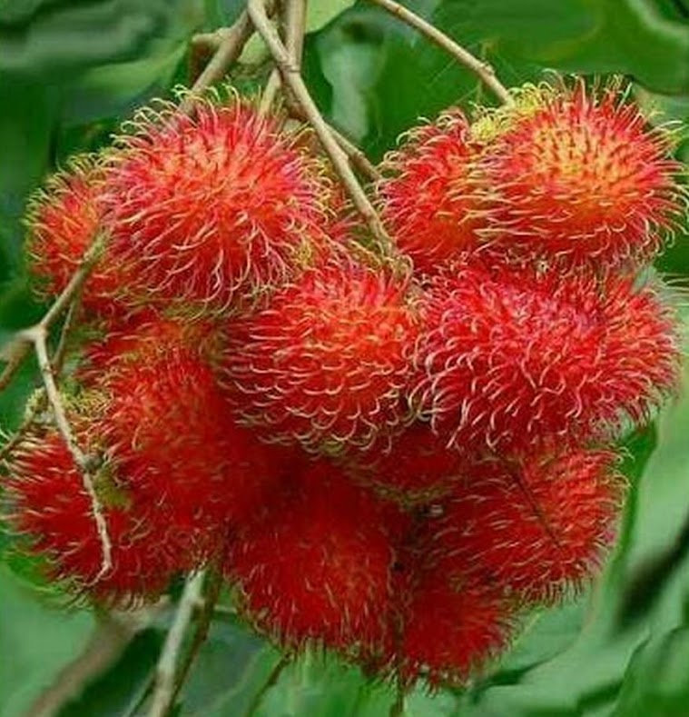 jual bibit buah rambutan binjai pertumbuhannya cepat Balikpapan