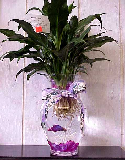 Betta Fish Vase