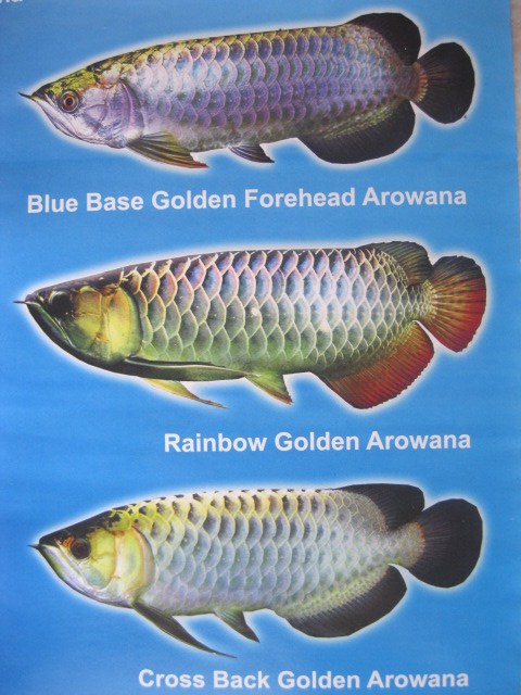 ARWANA AROWANA  Cross Back Golden Arwana