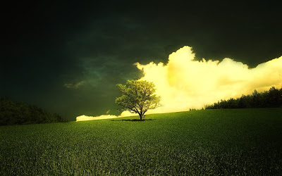 single Green Tree free desktop wallpepr