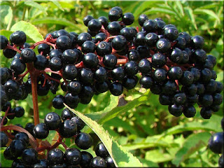Elderberry Fruit (Scientific name is Sambucus)
