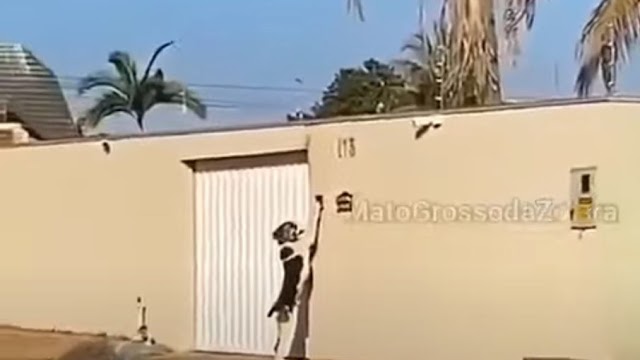 Vídeo: cachorro toca a campainha para entrar em casa e viraliza