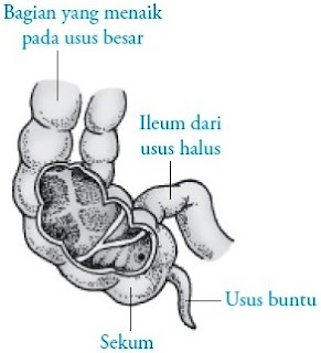 sari masakan dan zat yang mempunyai kegunaan telah diserap oleh usus Pintar Pelajaran Struktur dan Fungsi Usus Besar Manusia