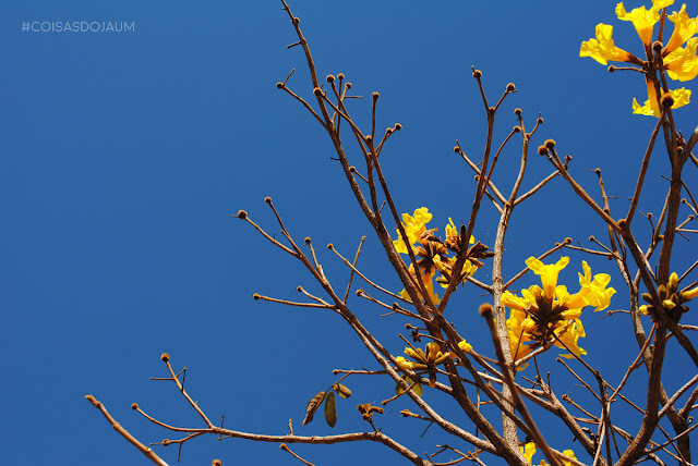 Parque Tecnológico de Uberaba, Ipê Amarelo, Uberaba, Nelltech