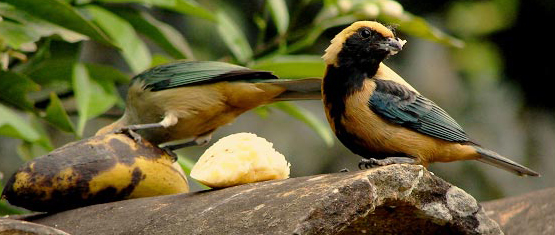 Pássaros se alimentando na natureza