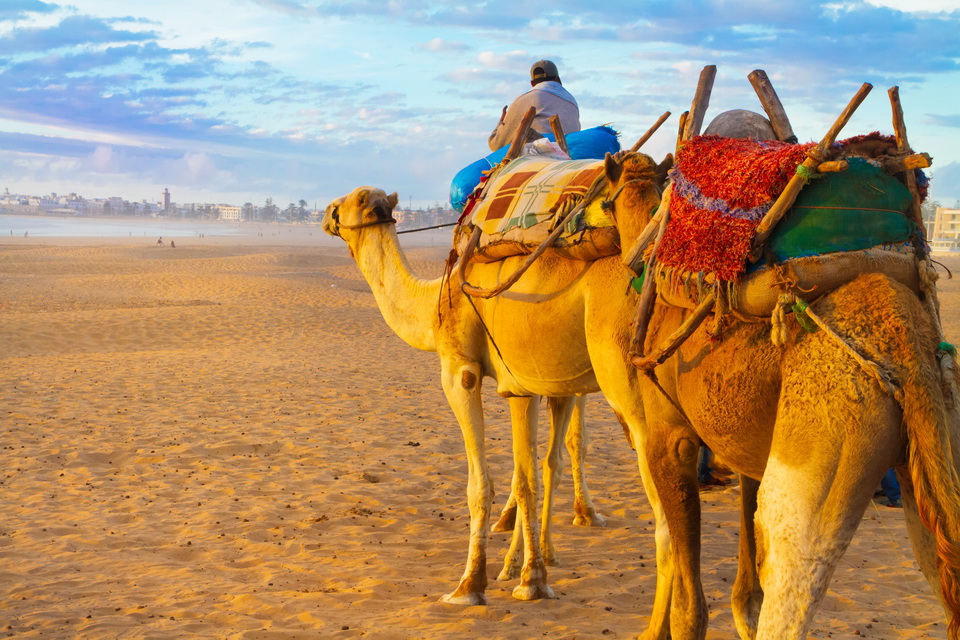 Camel caravan at the beach of Essaouira, Morocco