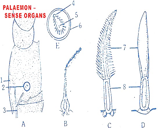 Palaemon-senseorgans-prawn