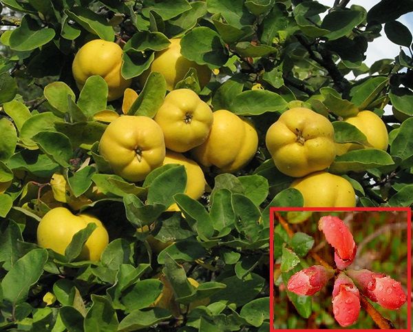 Quả và hoa Mộc Qua - Chaenomeles lagenaria - Nguyên liệu làm thuốc Chữa Tê Thấp và Đau Nhức