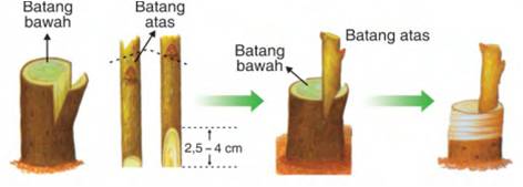 cara cepat meninggikan badan secara alami