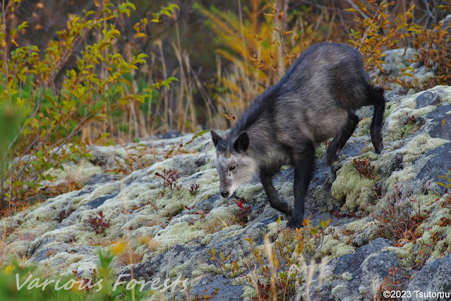 Japanese Serow on rocks at Asama Volcano Park