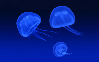 Jellyfish Wallpapers