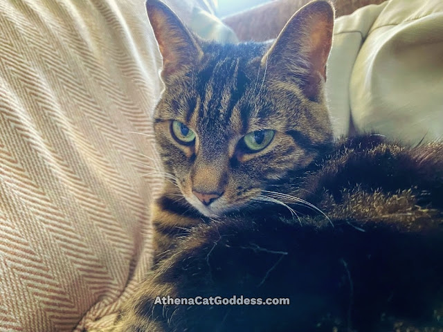 tabby cat close up on sofa