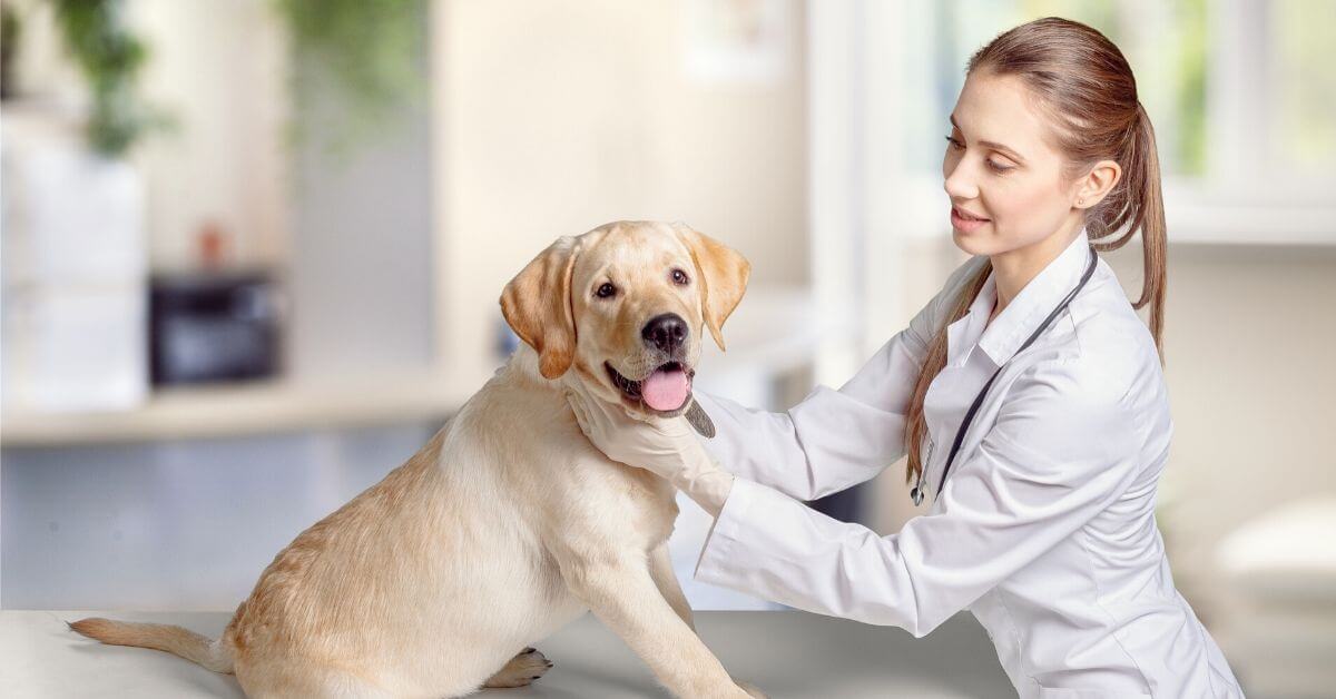 Should You Get Dog Health Insurance