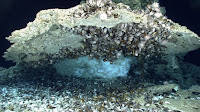 Gas hydrate (white, ice-like material) under authigenic carbonate rock that is encrusted with deep-sea chemosynthetic mussels and other organisms on the seafloor of the northern Gulf of Mexico at 966 m (~3170 ft) water depth. Although gas hydrate that forms on the seafloor is not an important component of the global gas hydrate inventory, deposits such as these demonstrate that methane and other gases cross the seafloor and enter the ocean. (Credit: Photograph was taken by the Deep Discoverer remotely operated vehicle in April 2014 and is courtesy of the National Oceanic and Atmospheric Administration's Ocean Exploration and Research Program) Click to Enlarge.